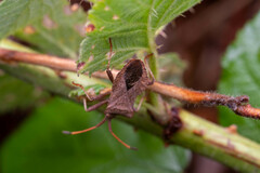 Coreus marginatus