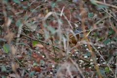 Cantorchilus leucotis