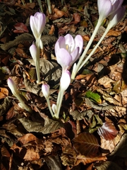 Colchicum autumnale