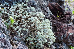 Crossostephium chinense