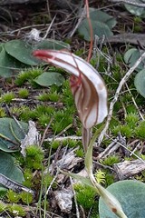 Pterostylis dolichochila