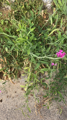 Lathyrus latifolius
