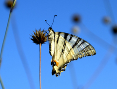 Iphiclides podalirius