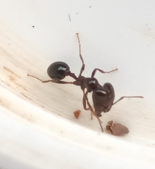 Trichomyrmex glaber