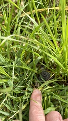 Chrysochloris asiatica
