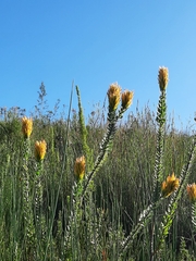 Mimetes pauciflorus