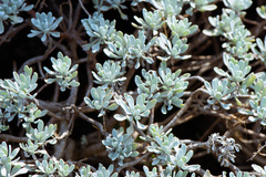 Crossostephium chinense