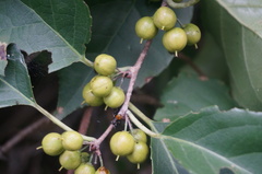 Celastrus orbiculatus