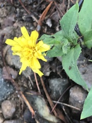Hieracium lachenalii