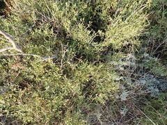 Chrysojasminum fruticans