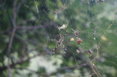 Trichonephila clavata