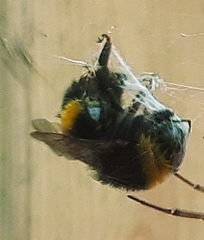 Bombus pratorum