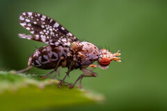 Trypetoptera punctulata