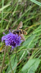 Sericomyia silentis