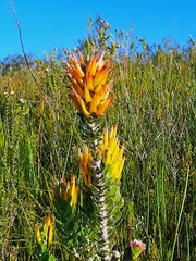 Mimetes pauciflorus