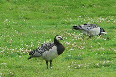 Branta leucopsis