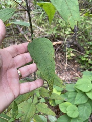 Helianthus microcephalus