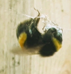 Bombus pratorum