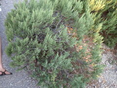 Juniperus excelsa