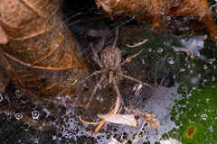 Allagelena gracilens