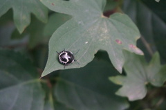 Poecilocoris lewisi