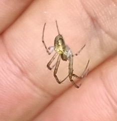 Metellina segmentata