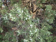 Juniperus excelsa
