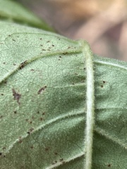 Helianthus microcephalus