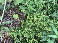 Euphorbia peplus