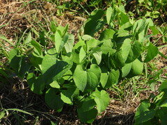 Aristolochia clematitis
