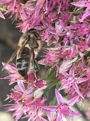 Apis mellifera