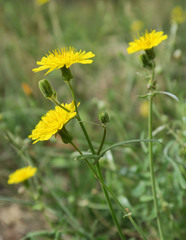 Sonchus tenerrimus