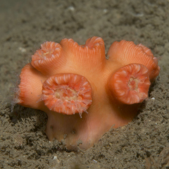 Australopsammia aurea