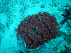 Lobophyllia