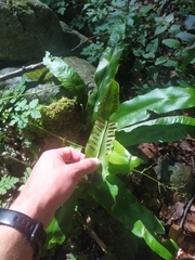Asplenium scolopendrium scolopendrium