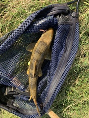 Hypentelium nigricans