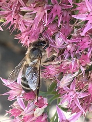 Apis mellifera