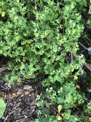 Euphorbia peplus