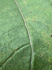 Helianthus microcephalus