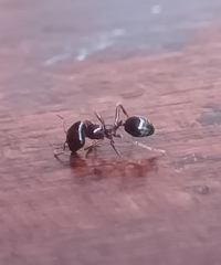 Trichomyrmex glaber