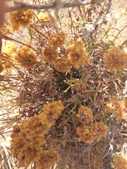 Eriogonum umbellatum
