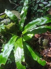 Asplenium scolopendrium scolopendrium
