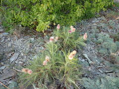 Ptilostemon echinocephalus
