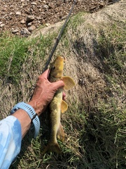 Hypentelium nigricans