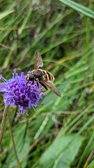 Sericomyia silentis