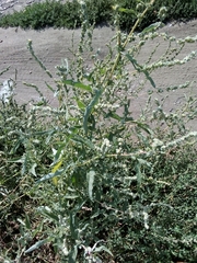 Atriplex tatarica