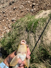 Hypentelium nigricans