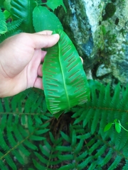 Asplenium scolopendrium scolopendrium