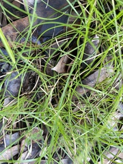 Poaceae
