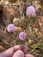 Ptilotus schwartzii